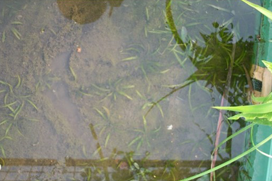 写真：水生植物の湖沼底泥埋土種子発芽再生実験