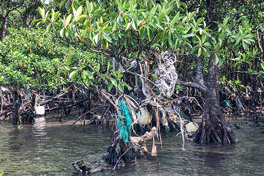 写真：マングローブに絡みついた漂着ごみ（西表島）